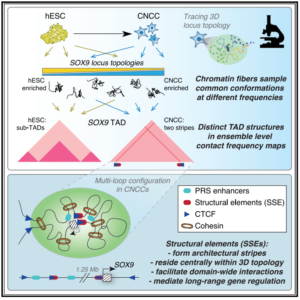 Liang-Fu’s paper is now avaliable in Mol Cell – Boettiger Lab at Stanford